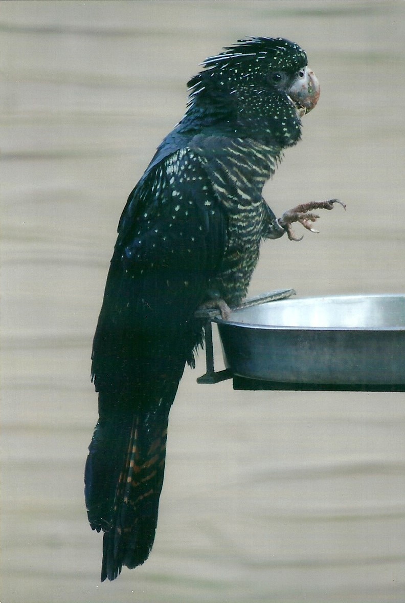 Red-tailed Black Cockatoo, 26th September 2013
