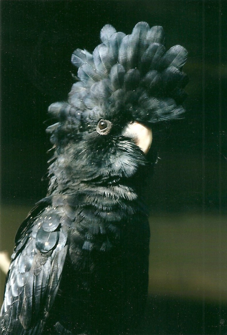 Red-tailed Black Cockatoo, 26th September 2013