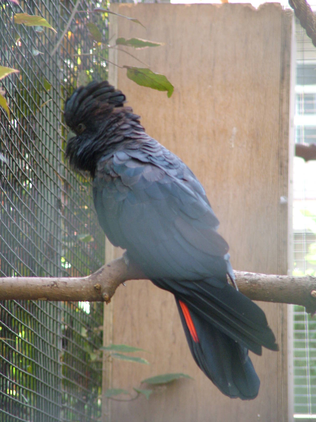 Red-tailed Black Cockatoo at Loro Parque, 08/11/10