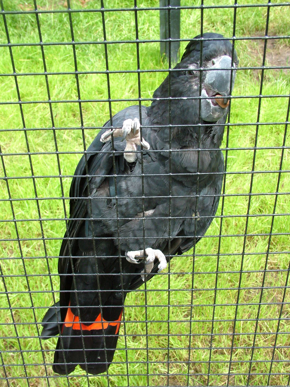 Red-tailed Black Cockatoo at NOP, Veldhoven 16/05/09
