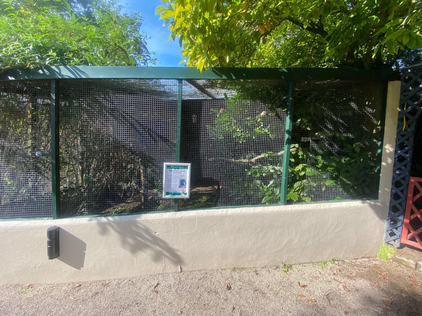 Red-tailed black cockatoo aviary 081023