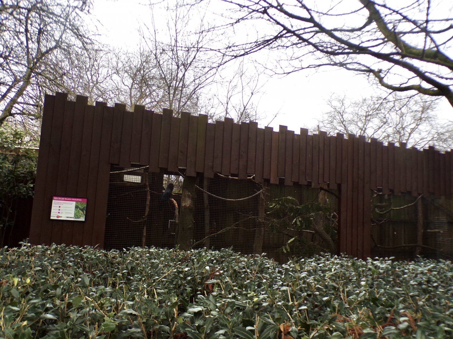 Red-tailed black cockatoo aviary 11.2.25