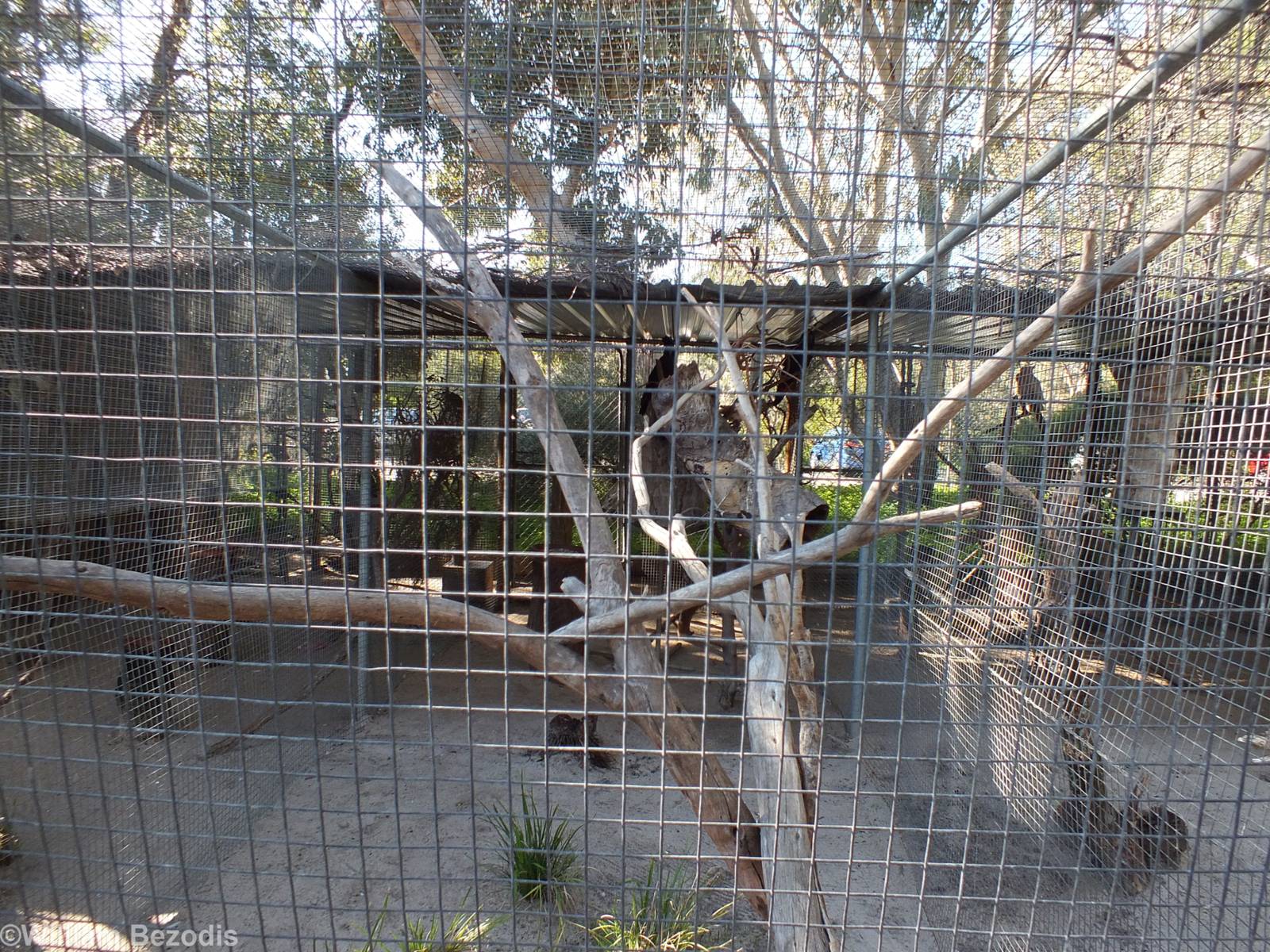 Red-tailed Black-cockatoo Aviary