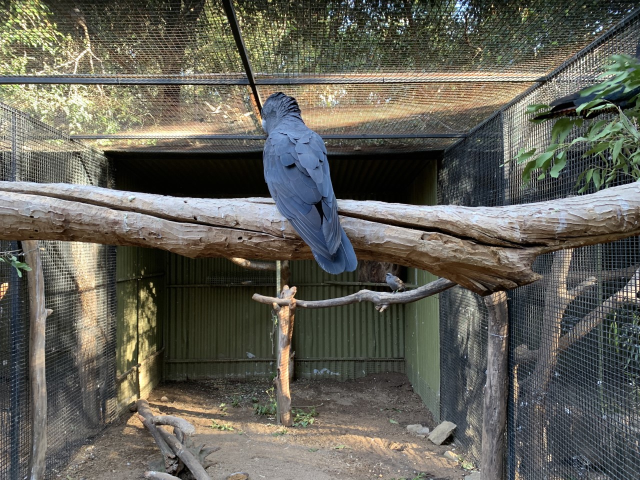 Red-tailed Black-Cockatoo Aviary