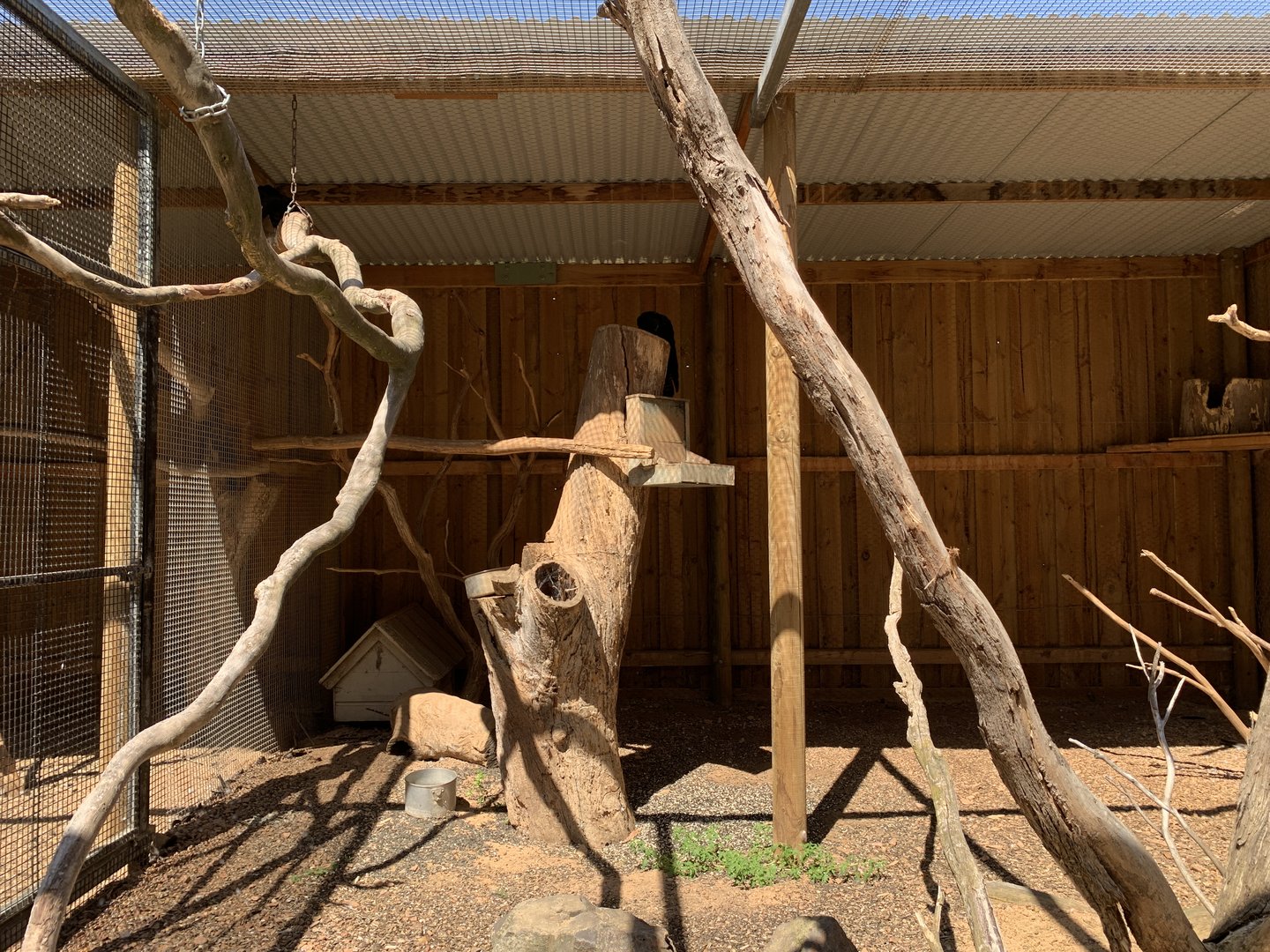 Red-tailed Black-Cockatoo Aviary