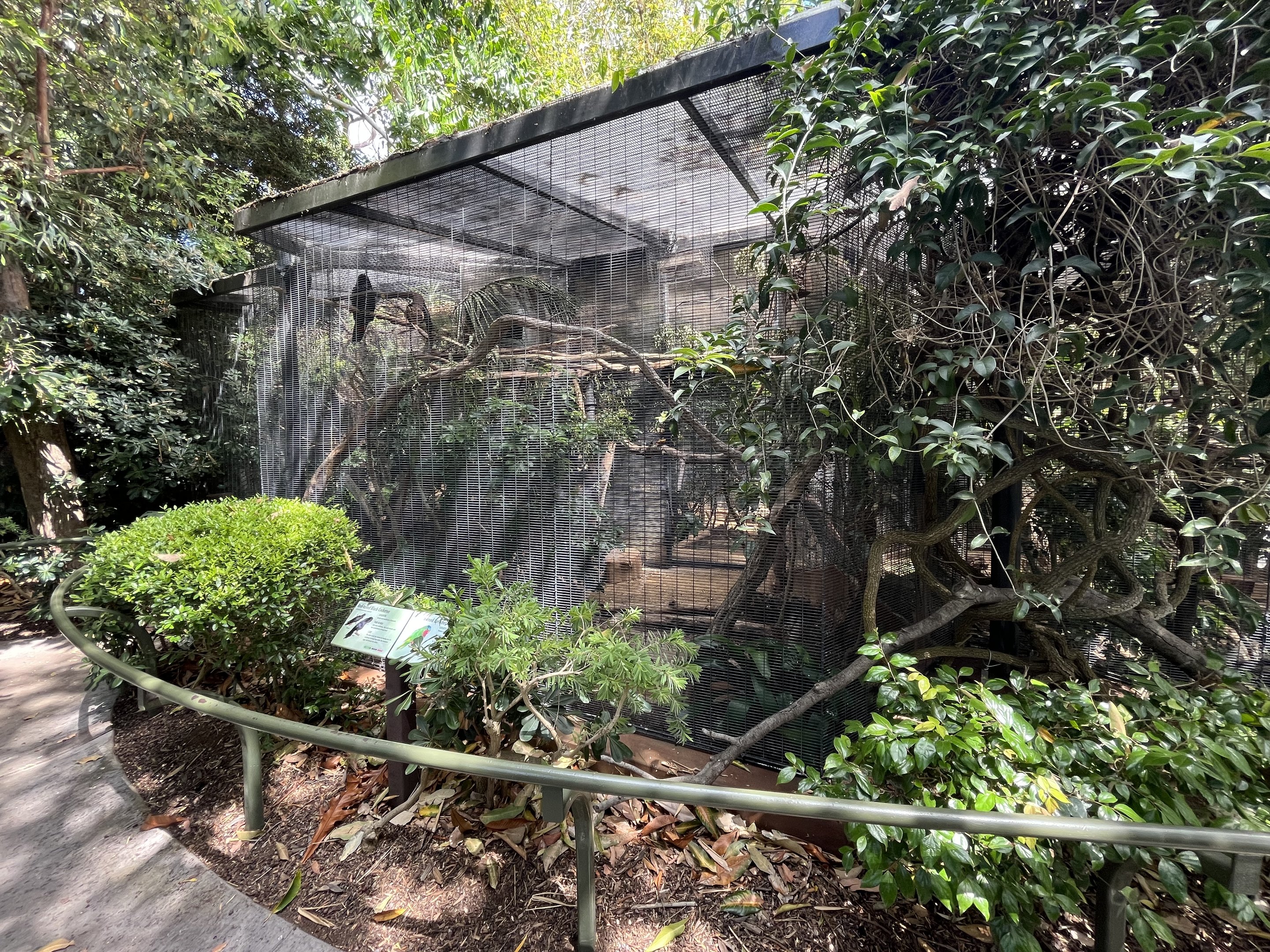 Red-tailed Black Cockatoo Aviary