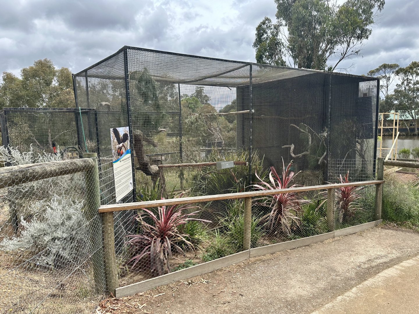 Red-tailed black cockatoo aviary