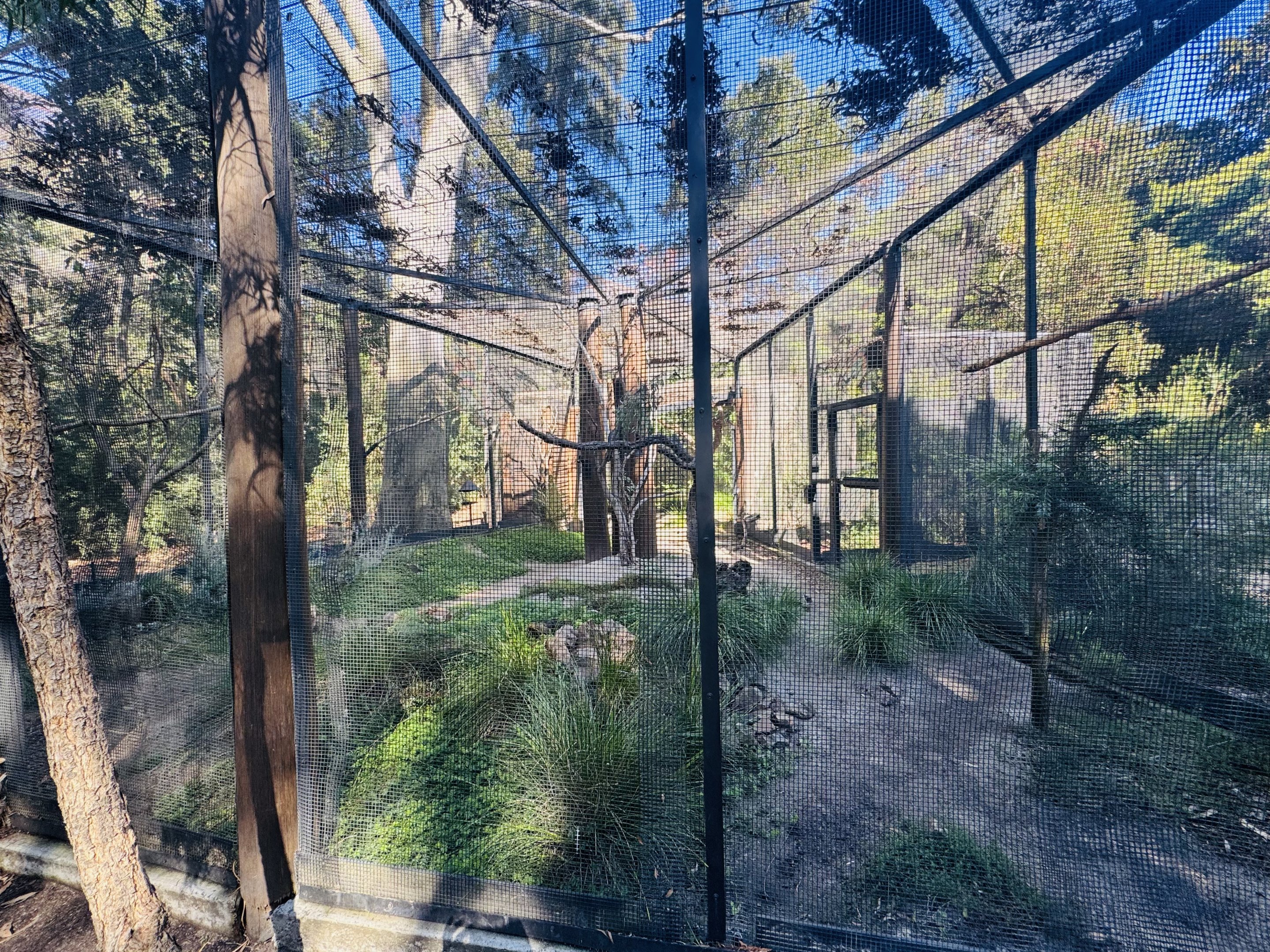 Red-tailed Black Cockatoo aviary