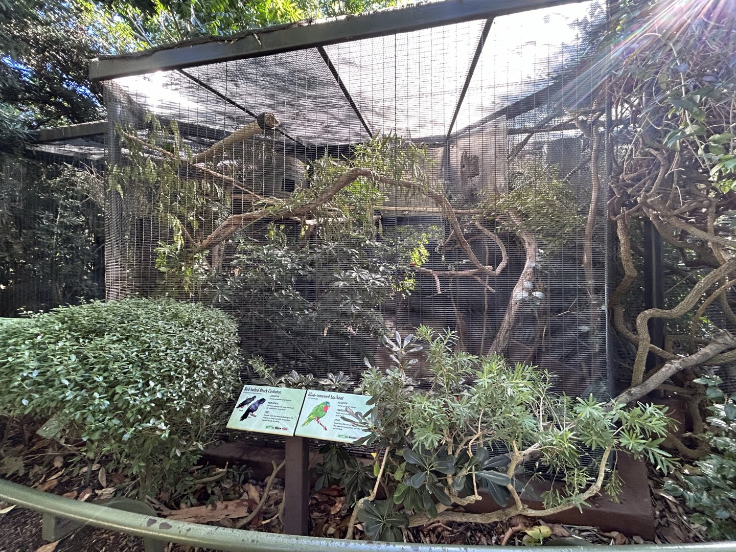 Red-tailed Black Cockatoo & Blue-crowned Lorikeet Aviar