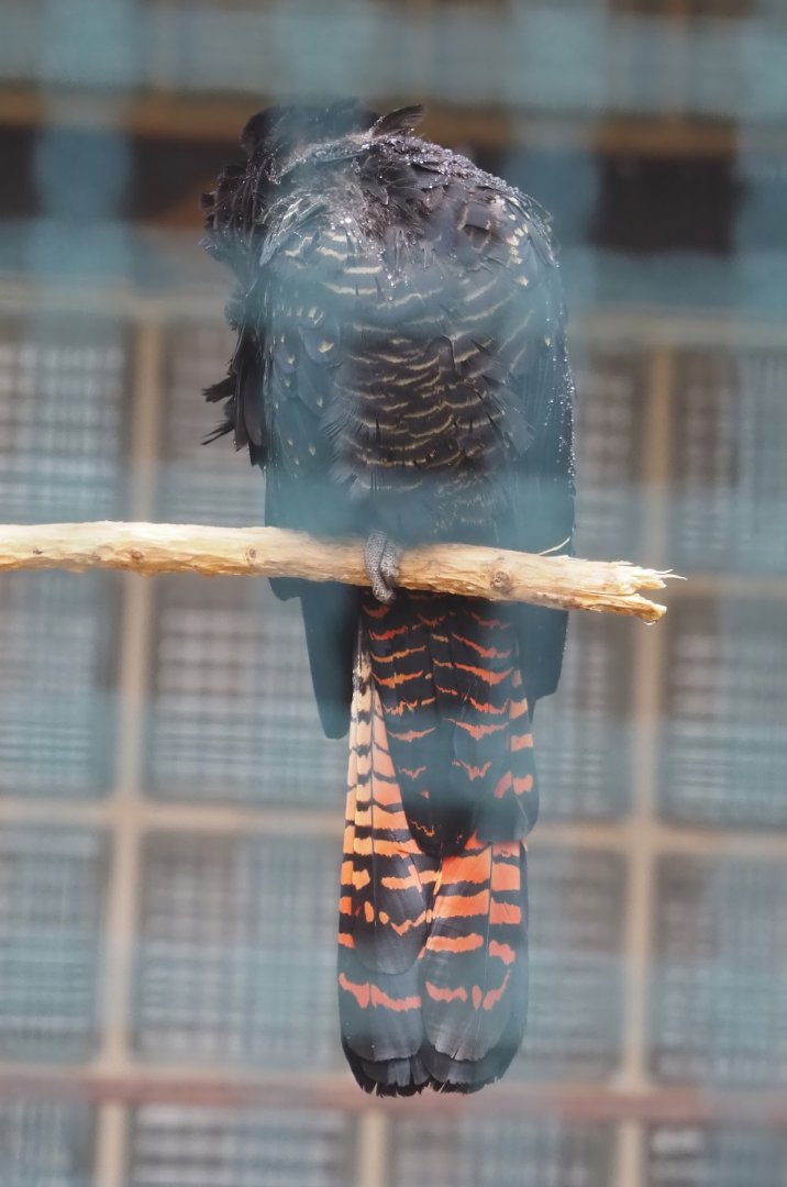 Red-tailed black cockatoo (Calyptorhynchus banksii), 2024-05-22