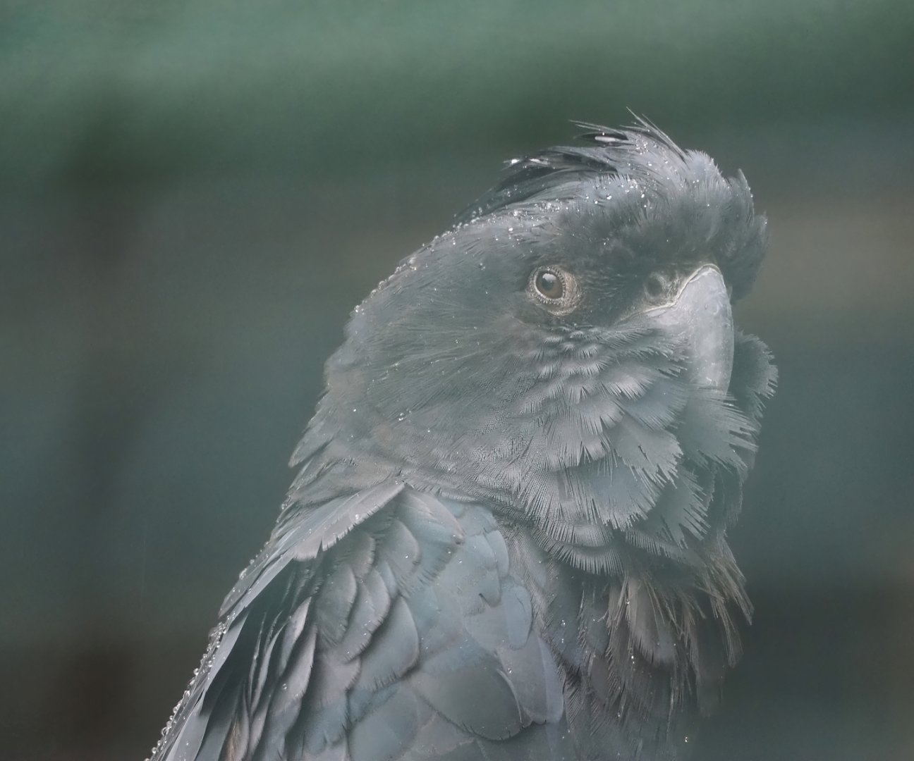 Red-tailed black cockatoo (Calyptorhynchus banksii), 2024-05-22