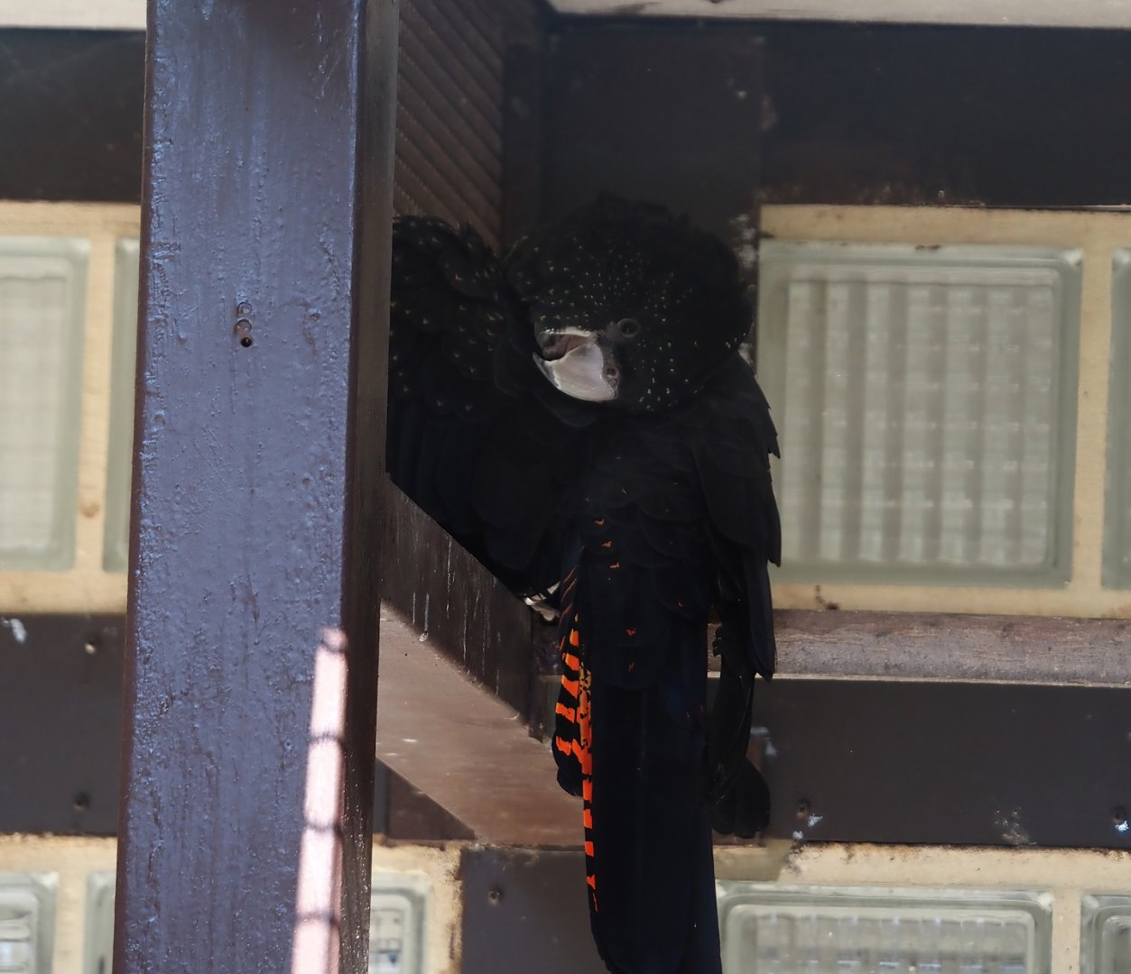 Red-tailed black cockatoo (Calyptorhynchus banksii), 2024-05-23