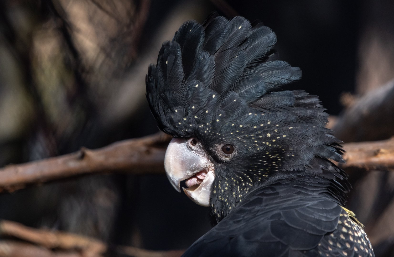 Red-tailed black-cockatoo (Calyptorhynchus banksii banksii)