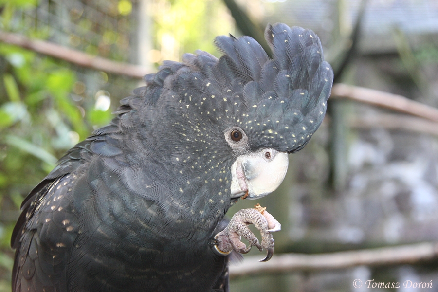 Red-tailed Black Cockatoo (Calyptorhynchus banksii) - female