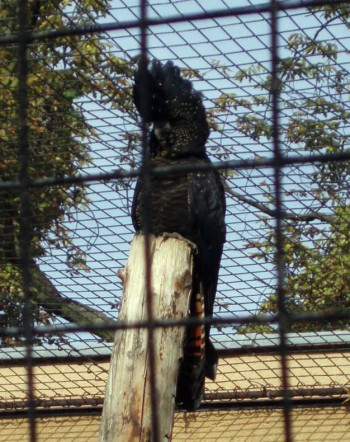 Red-tailed Black Cockatoo (Calyptorhynchus banksii)