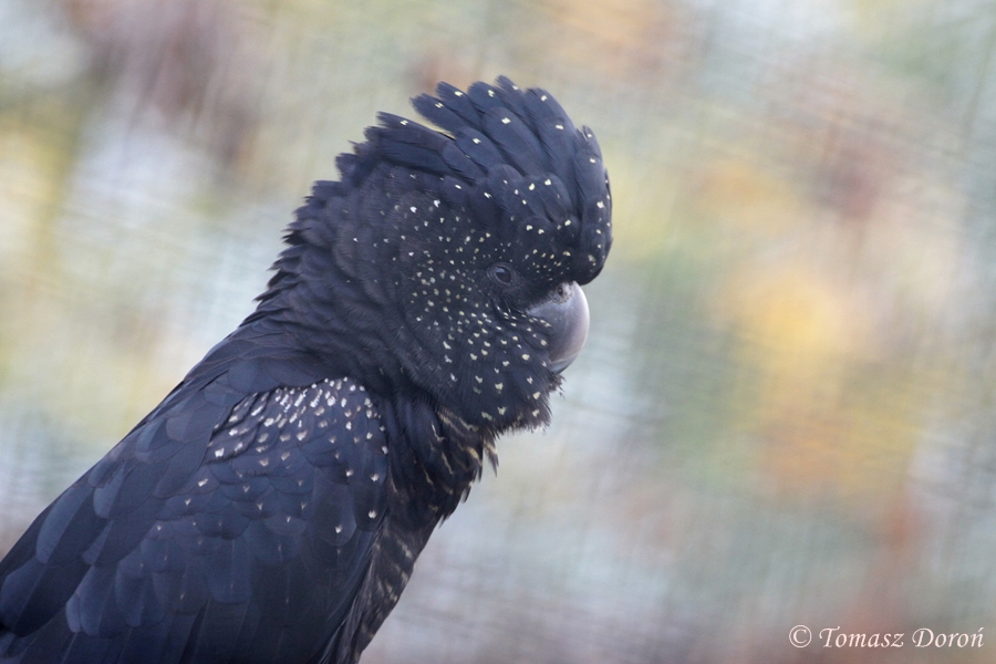 Red-tailed Black Cockatoo (Calyptorhynchus banksii)