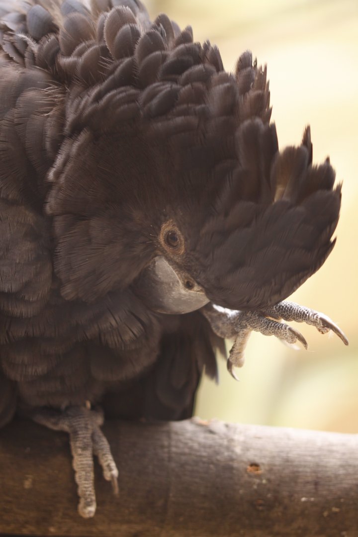 Red-tailed black cockatoo (Calyptorhynchus banksii)