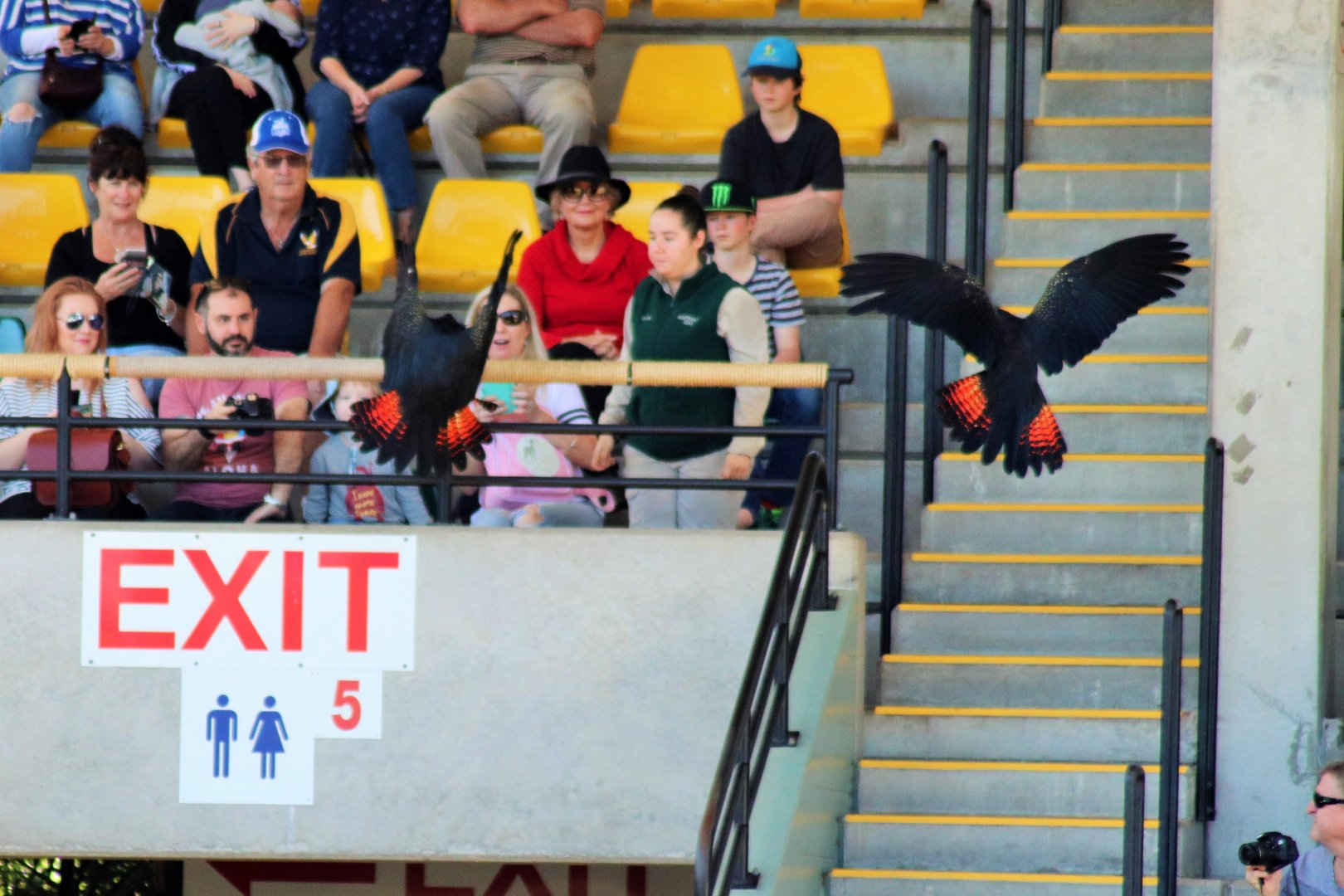 Red-tailed Black Cockatoo (Calyptorhynchus banksii)