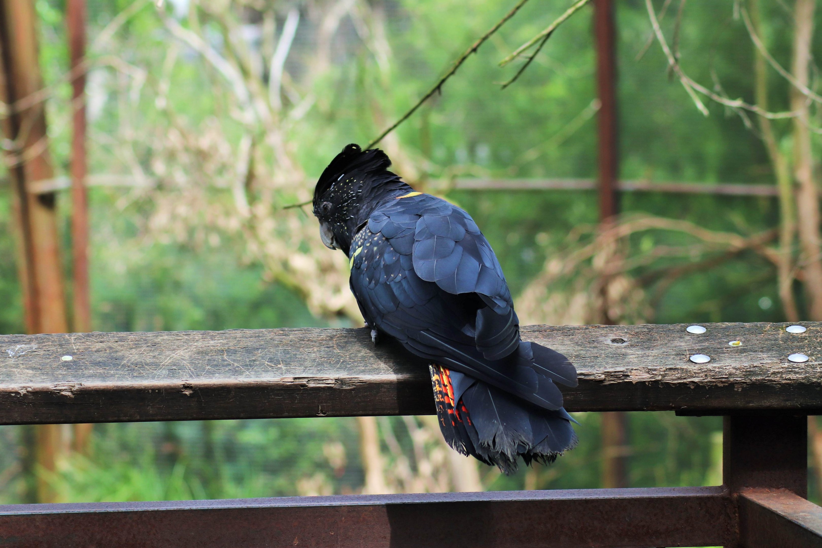 Red-tailed Black-Cockatoo (Calyptorhynchus banksii)