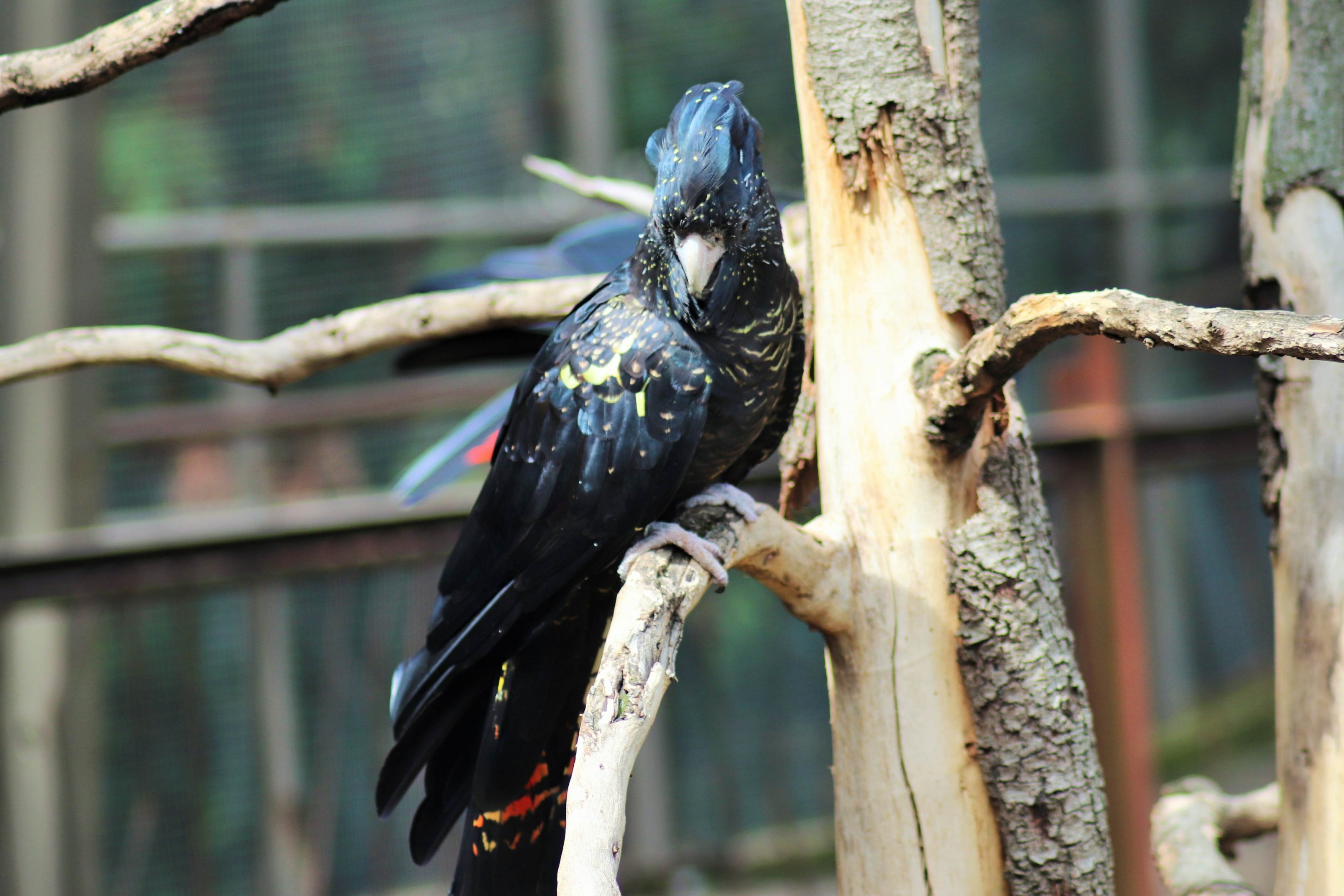 Red-tailed Black-Cockatoo (Calyptorhynchus banksii)