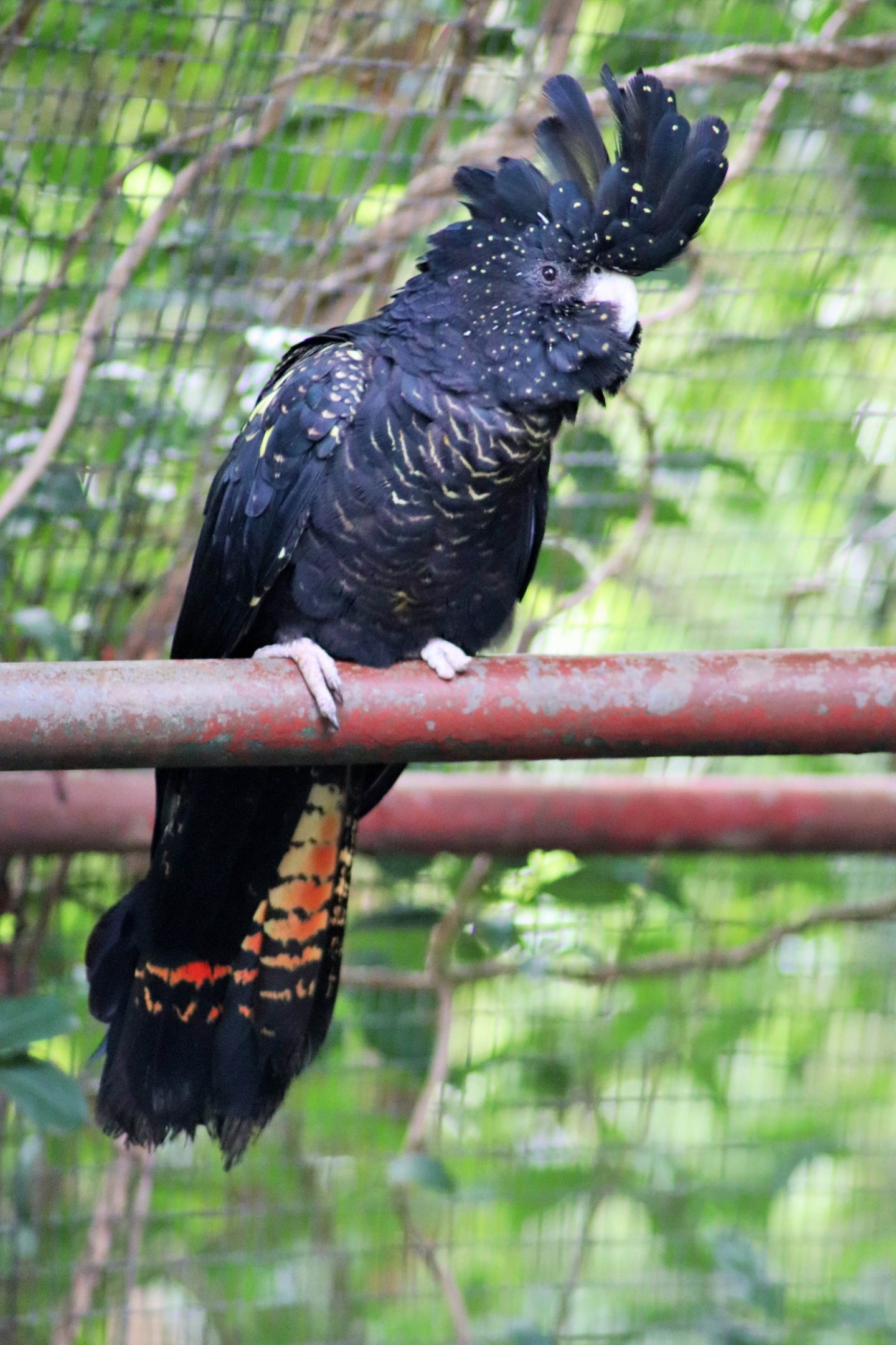 Red-tailed Black-Cockatoo (Calyptorhynchus banksii