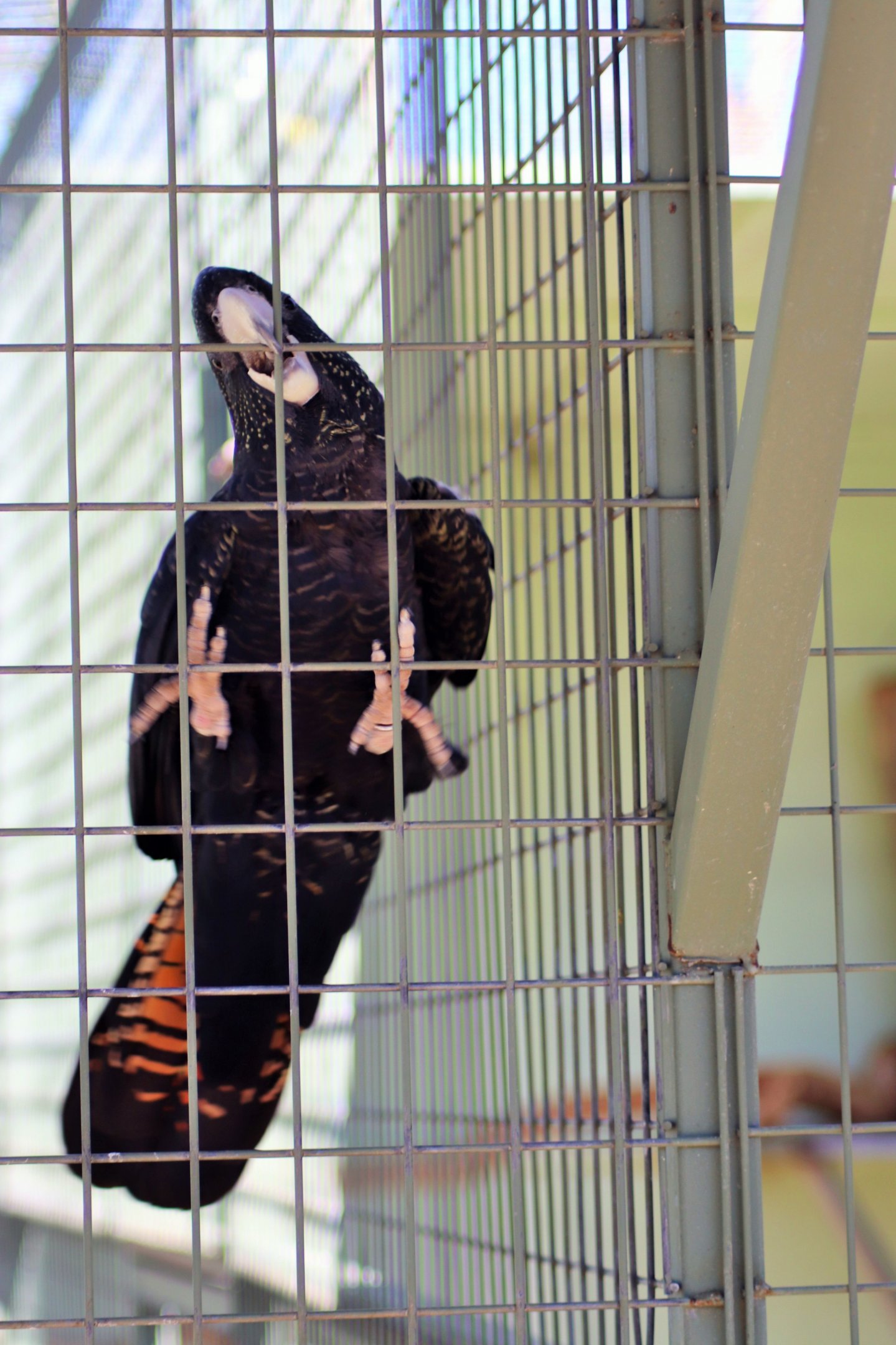 Red-tailed Black Cockatoo (Calyptorhynchus banksii)