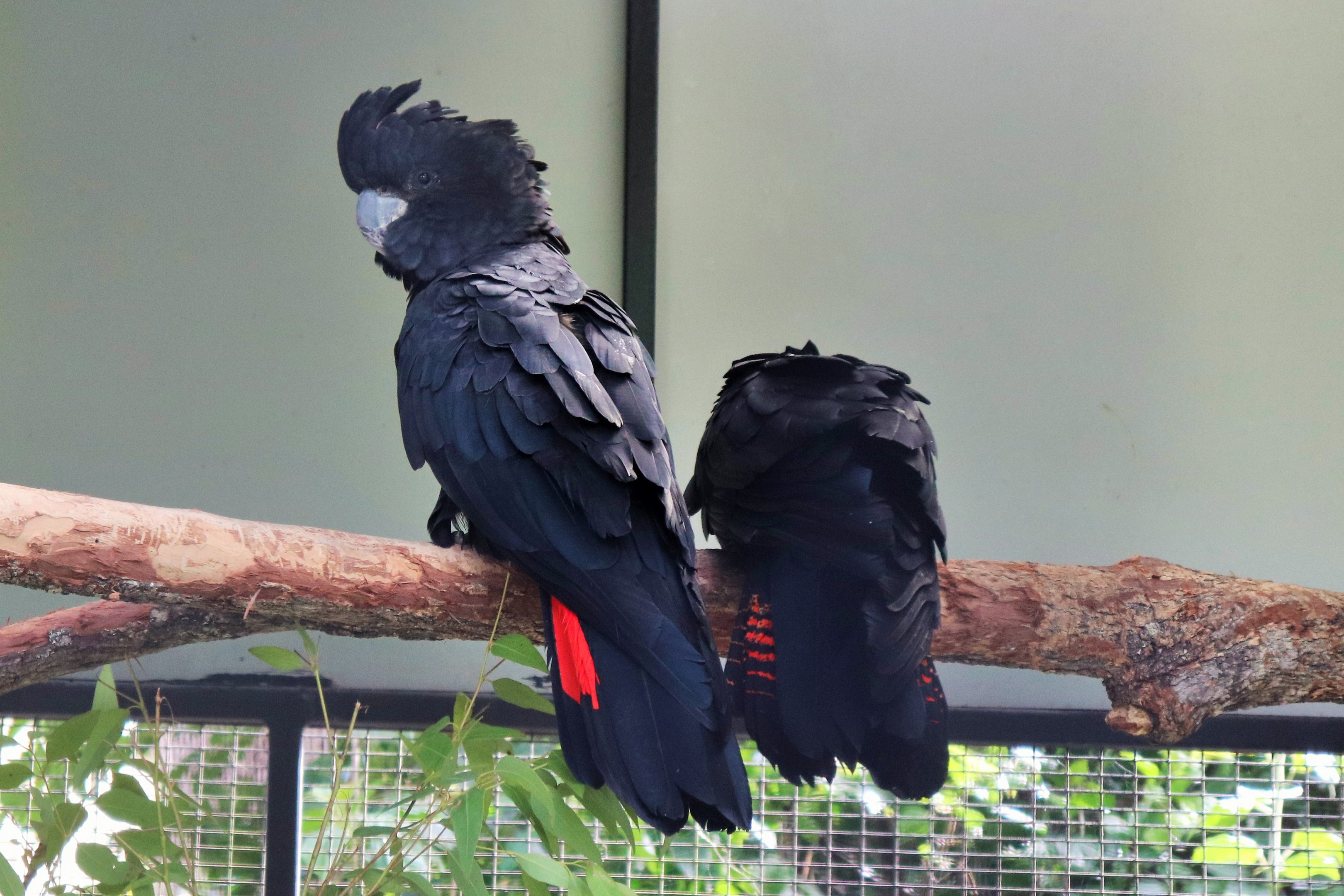 Red-tailed Black Cockatoo (Calyptorhynchus banksii)