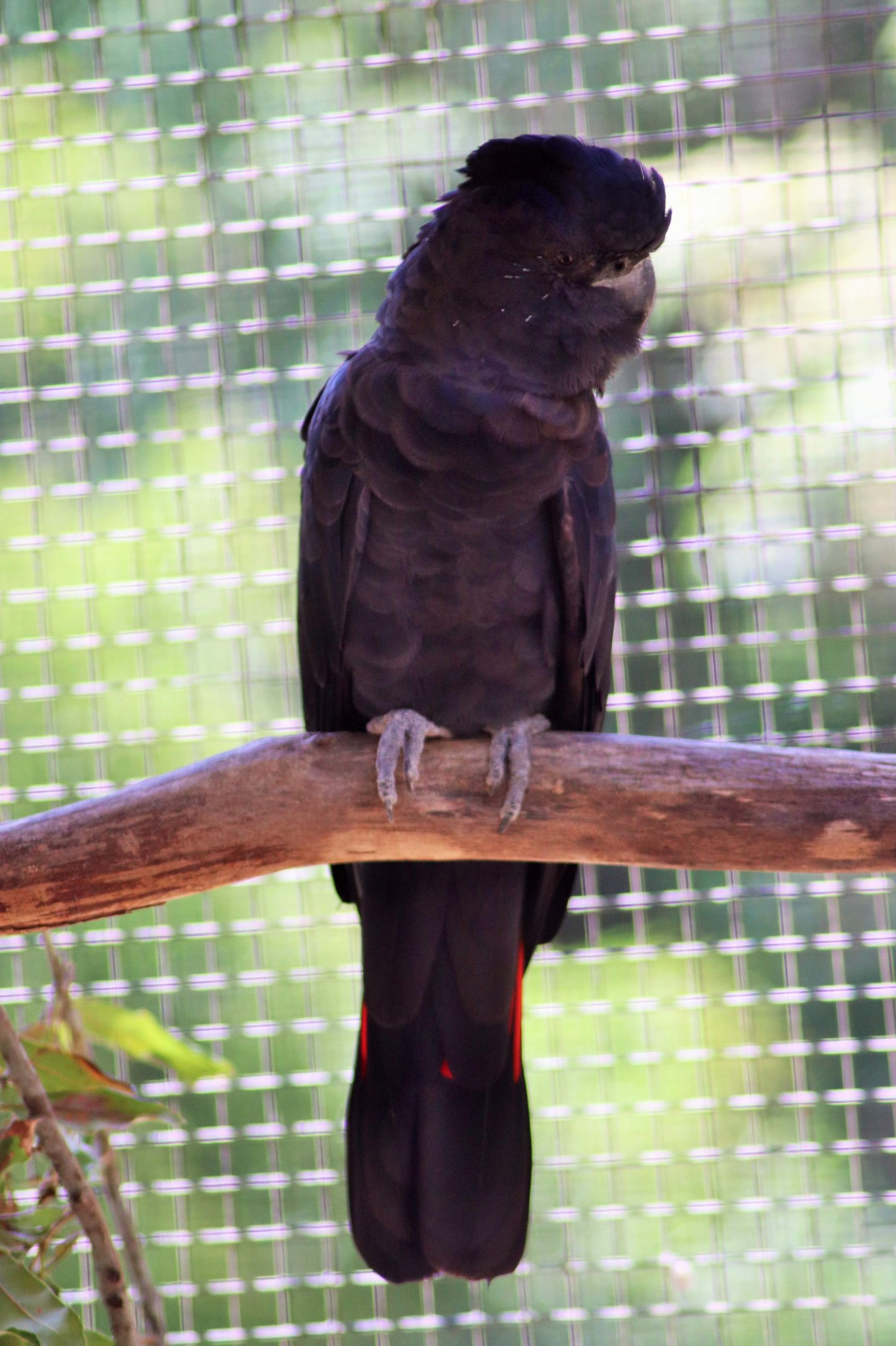 Red-tailed Black Cockatoo (Calyptorhynchus banksii)