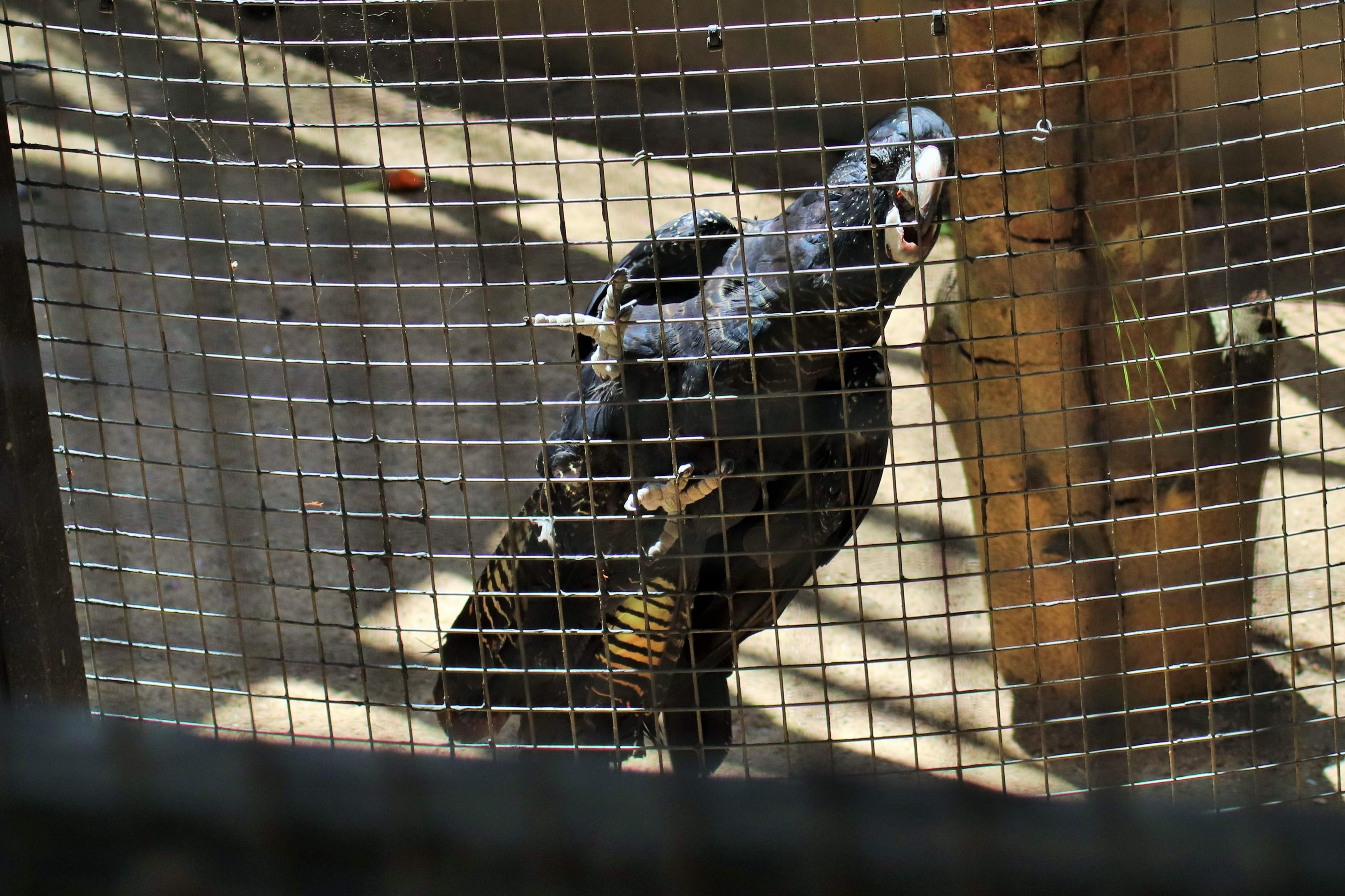 Red-tailed Black Cockatoo (Calyptorhynchus banksii)
