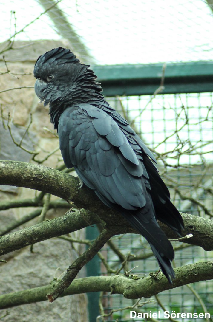 Red-tailed black cockatoo (Calyptorhynchus banksii)