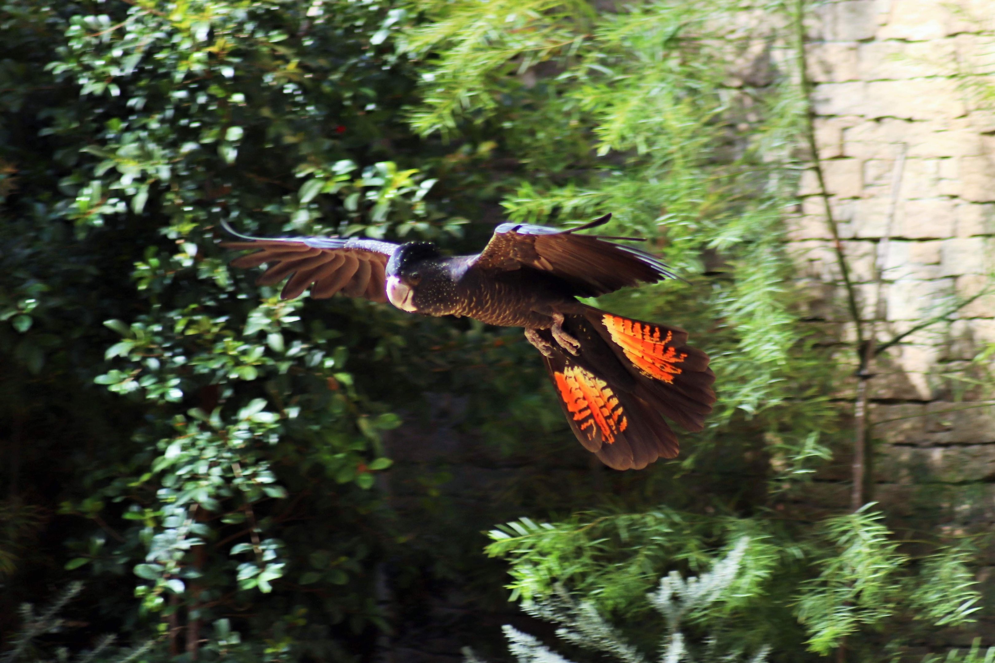 Red-tailed Black Cockatoo (Calyptorhynchus banksii)