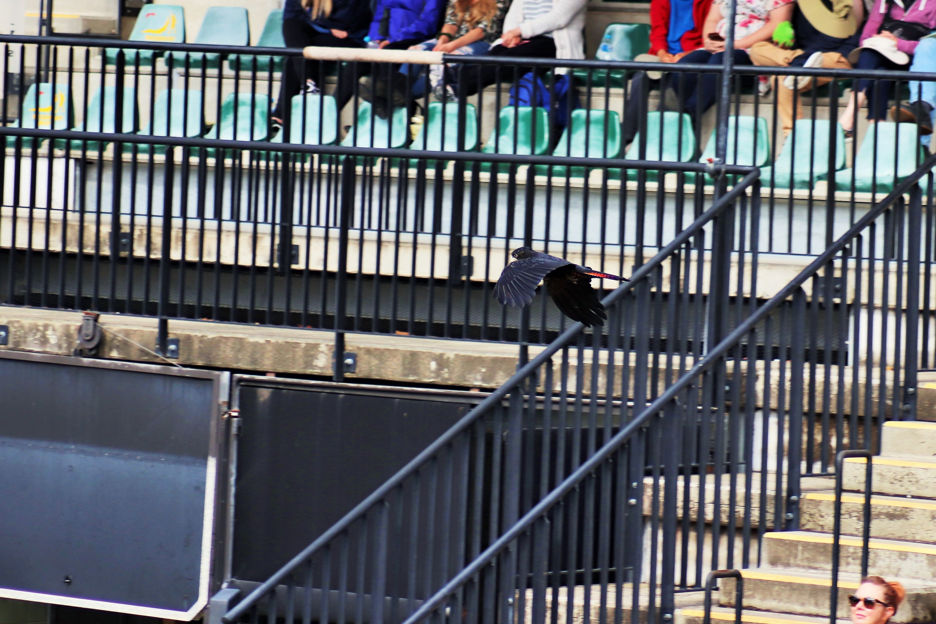 Red-tailed Black Cockatoo (Calyptorhynchus banksii)