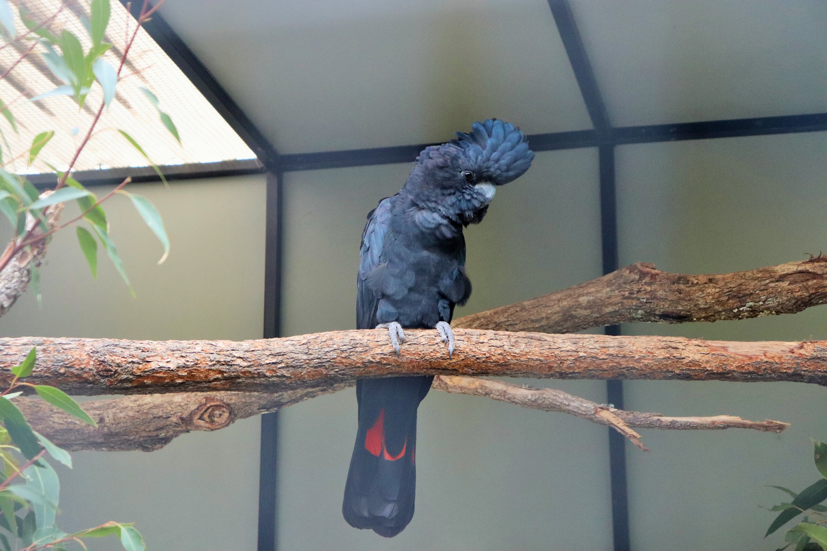 Red-tailed Black Cockatoo (Calyptorhynchus banksii)