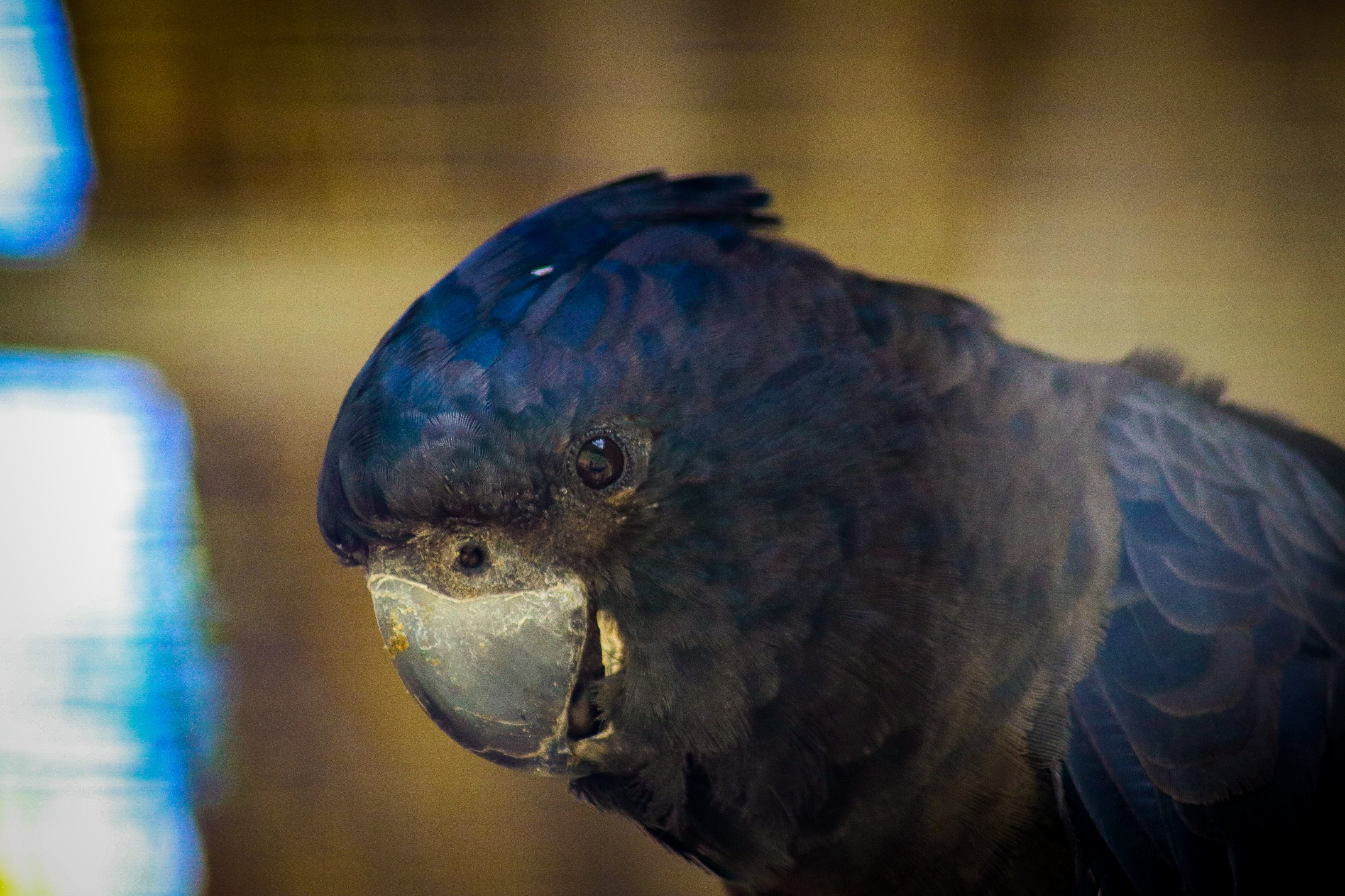 Red-tailed Black Cockatoo (Calyptorhynchus banksii)