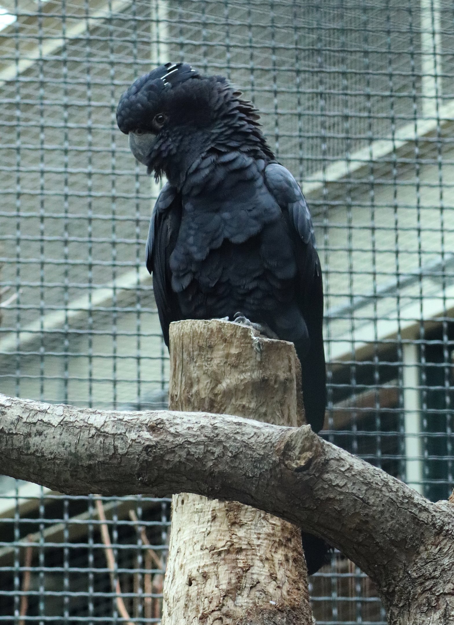 Red-tailed black cockatoo (Calyptorhynchus banksii)