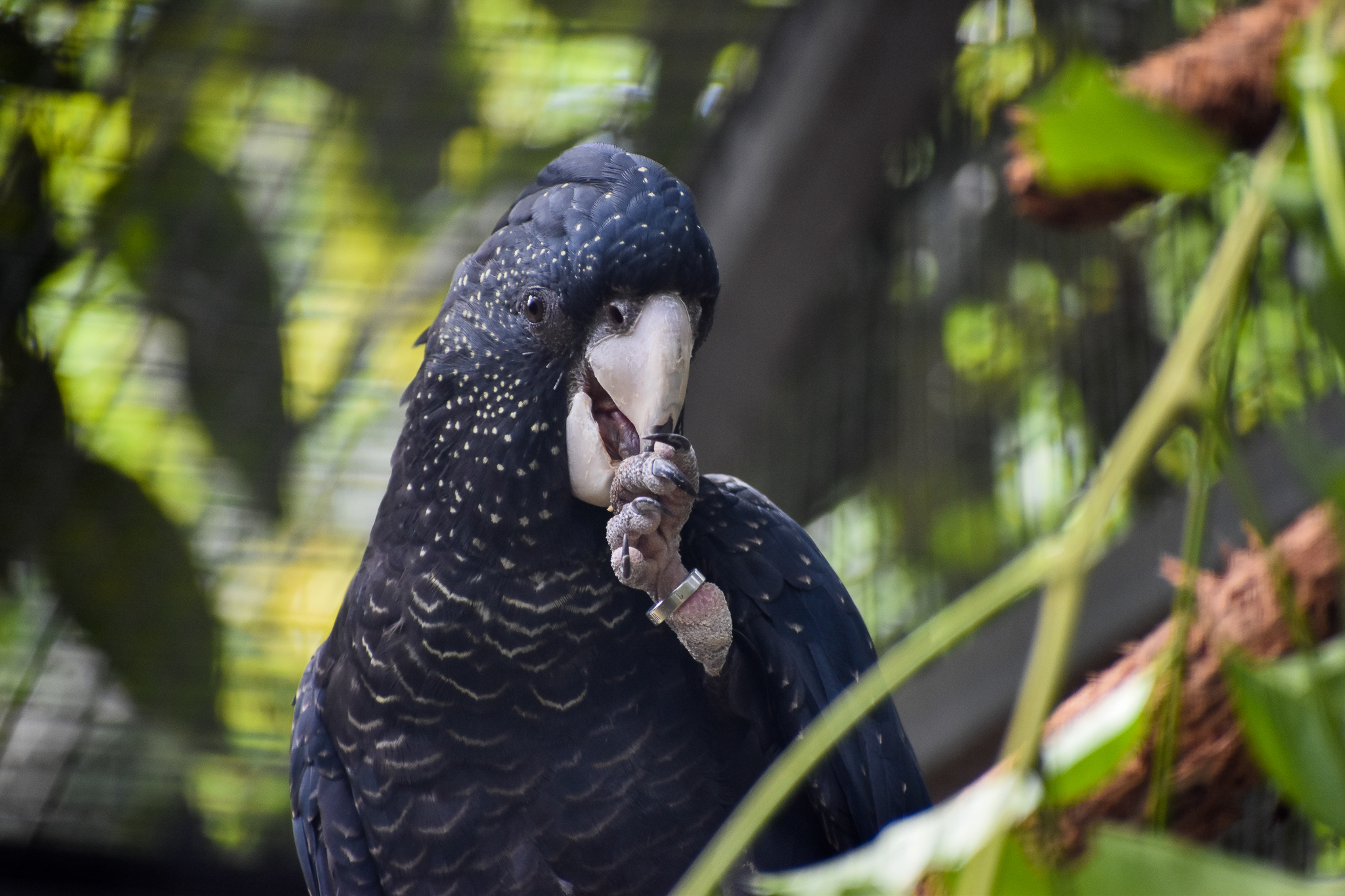Red-tailed Black Cockatoo (Calyptorhynchus banksii)