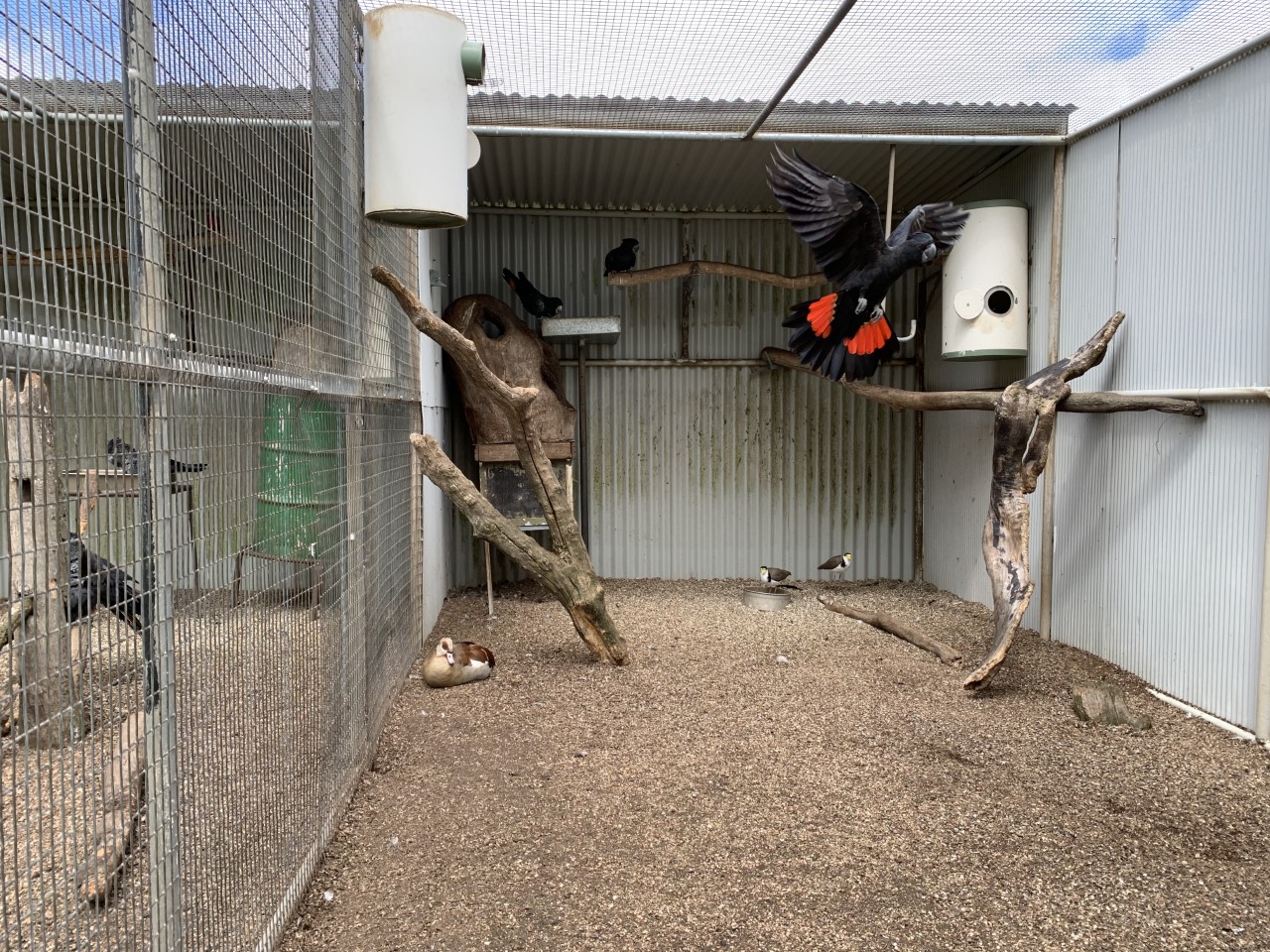 Red-tailed Black Cockatoo (Calyptorhynchus banksii)