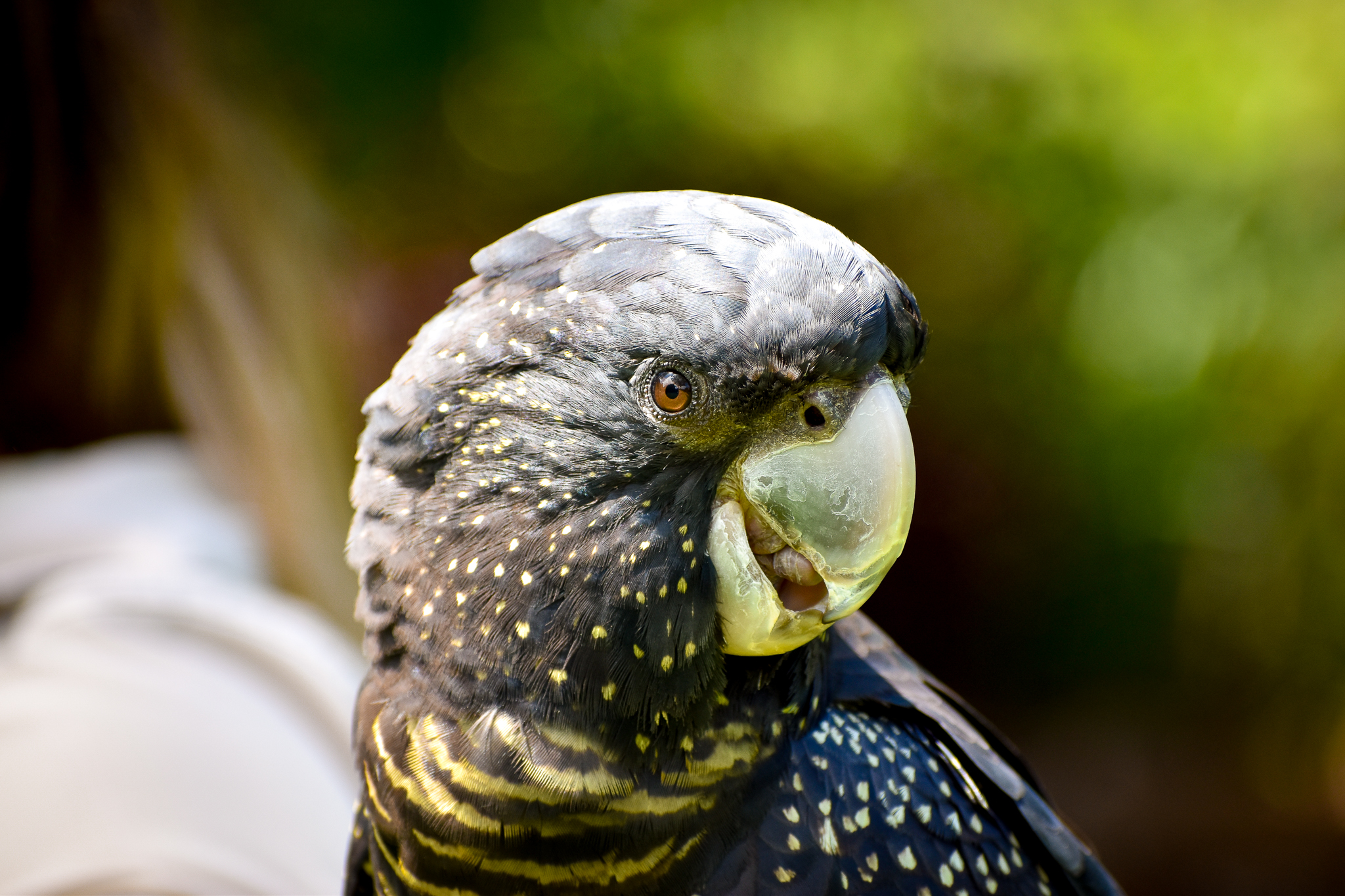 Red-tailed Black Cockatoo (Calyptorhynchus banksii)
