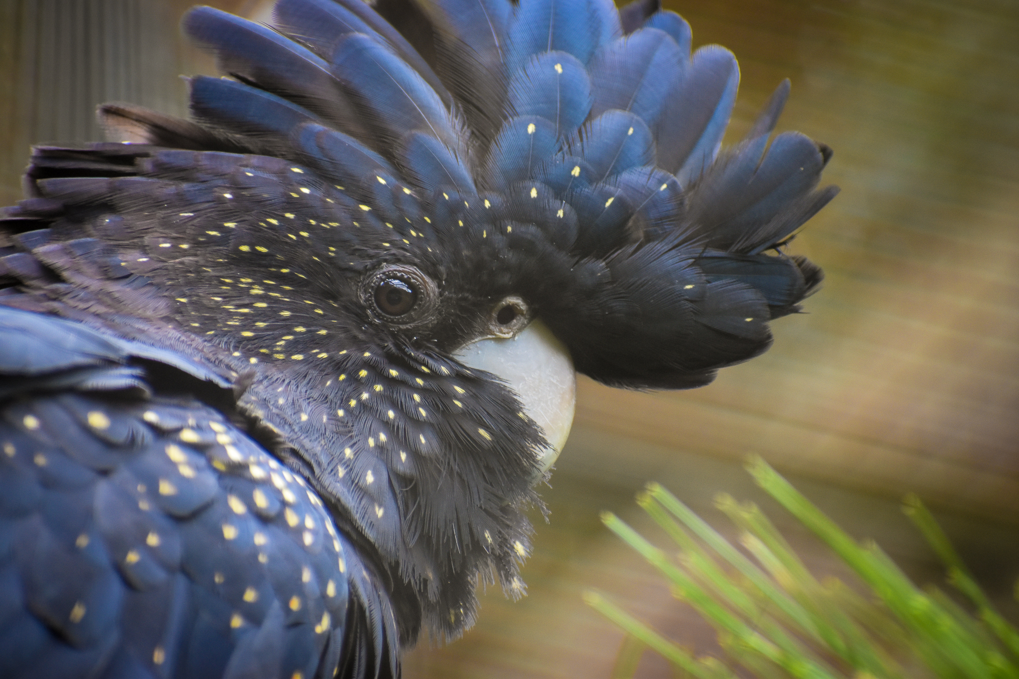 Red-tailed Black Cockatoo (Calyptorhynchus banksii)