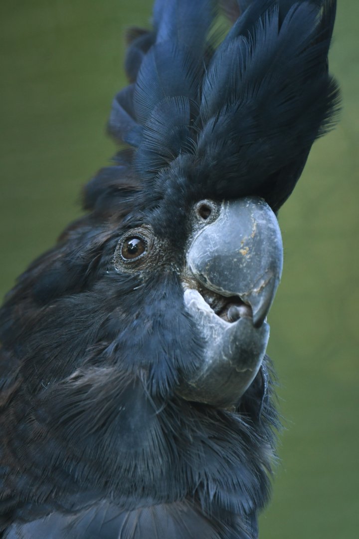 Red-tailed black cockatoo (Calyptorhynchus banksii)