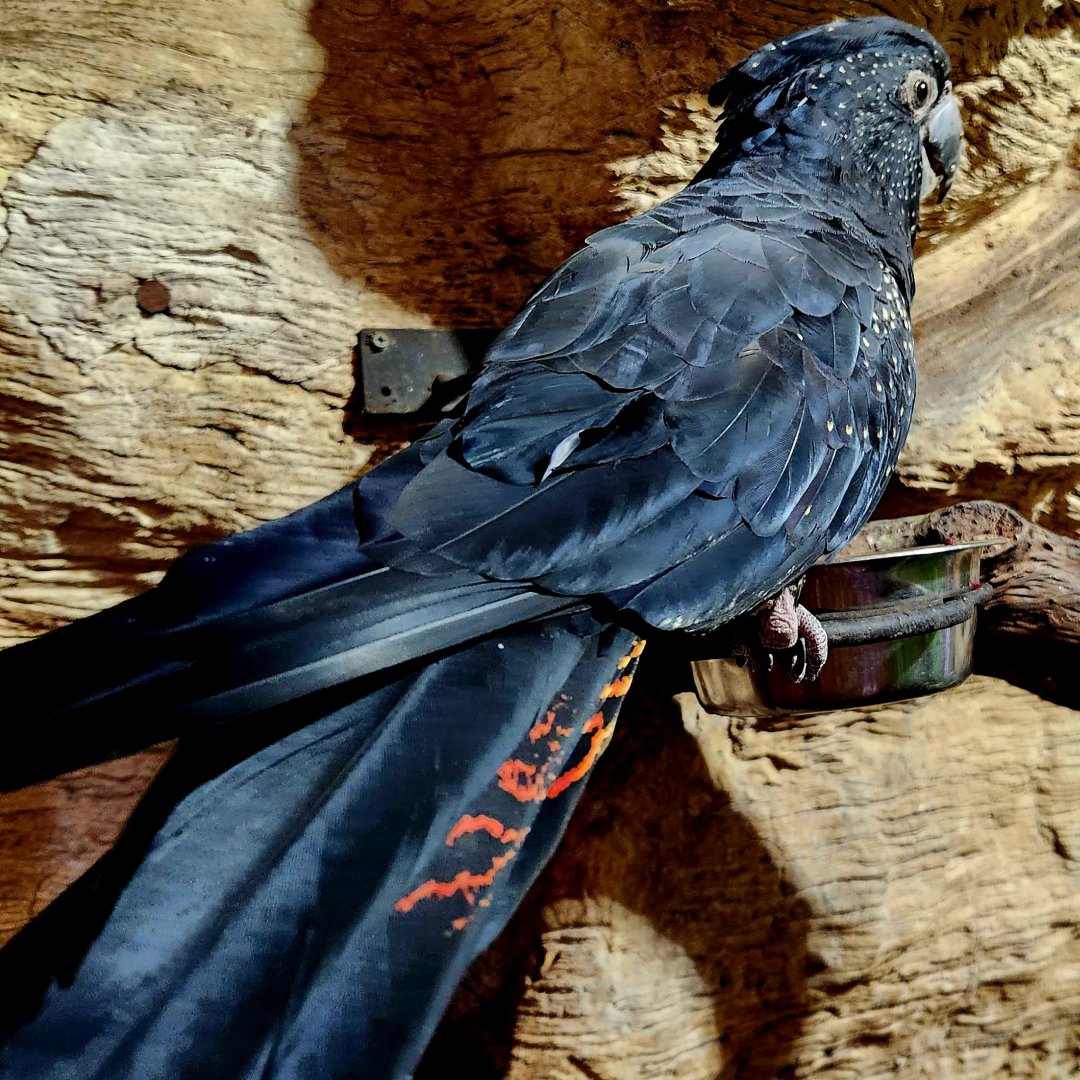 Red-Tailed Black Cockatoo (Calyptorhynchus banksii)
