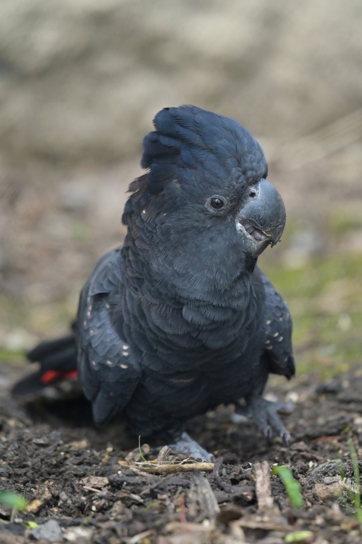Red-tailed Black-Cockatoo Calyptorhynchus banksii