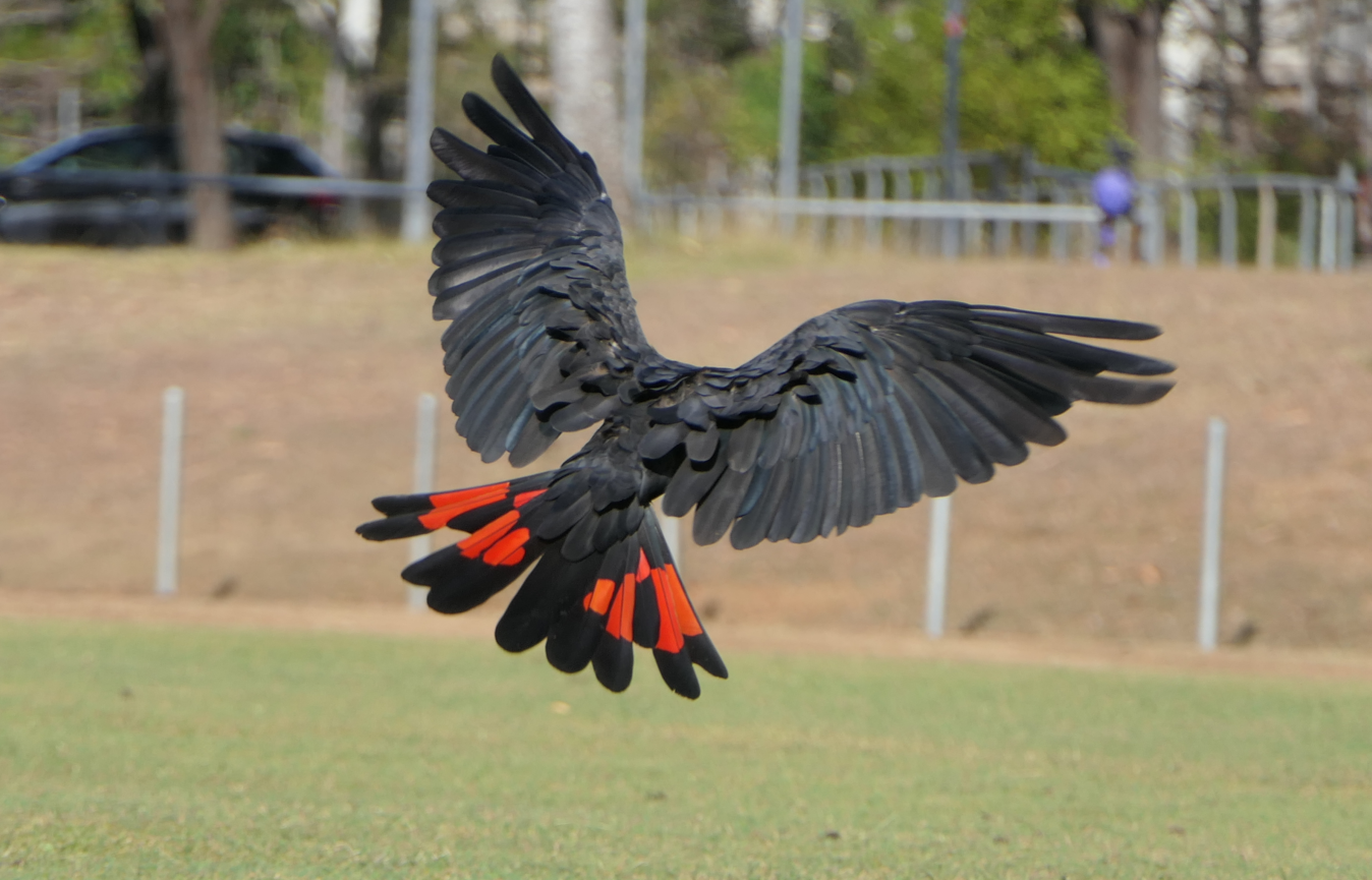 Red-tailed Black Cockatoo (Calyptorhynchus banksii)