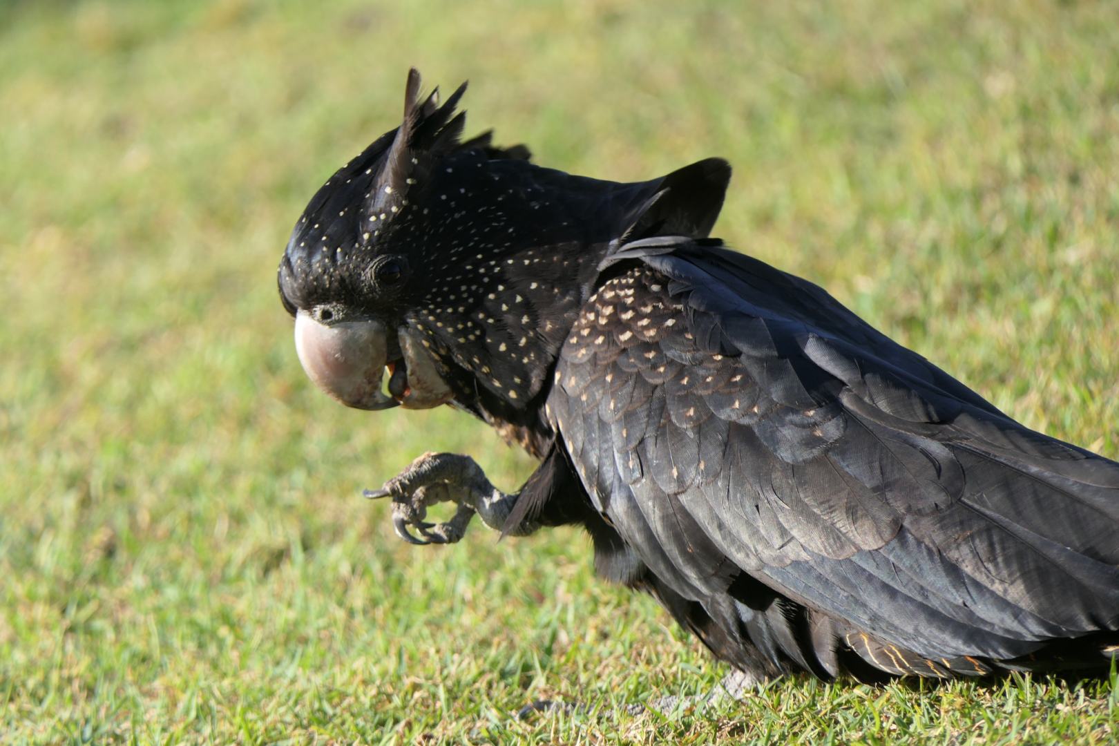 Red-tailed Black Cockatoo (Calyptorhynchus banksii)
