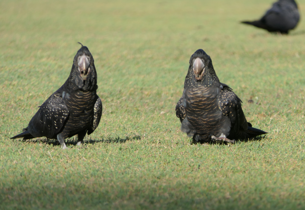 Red-tailed Black Cockatoo (Calyptorhynchus banksii)
