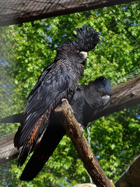 Red-tailed black cockatoo (Calyptorhynchus banksii)