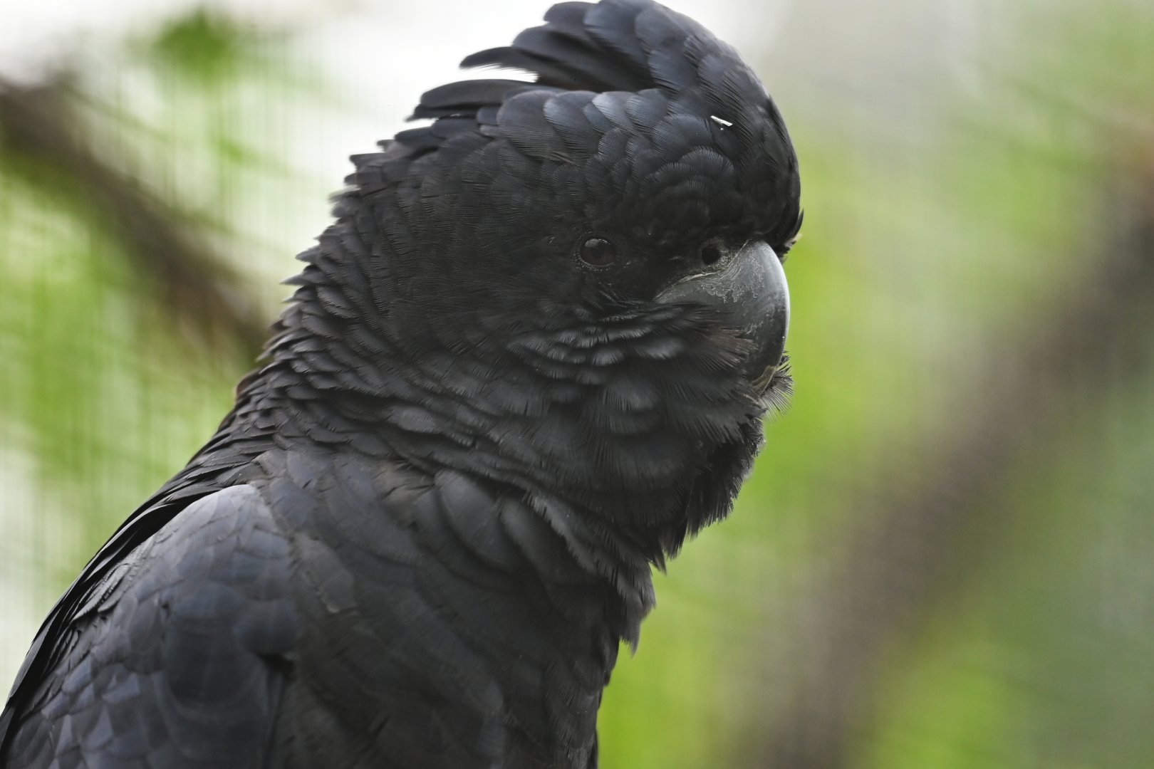 Red-tailed Black-Cockatoo Calyptorhynchus banksii