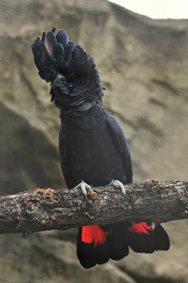 Red-tailed Black-Cockatoo Calyptorhynchus banksii