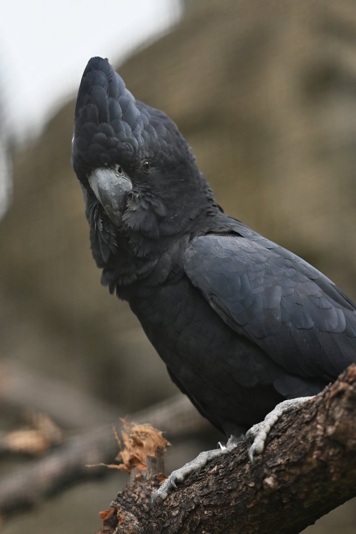 Red-tailed Black-Cockatoo Calyptorhynchus banksii