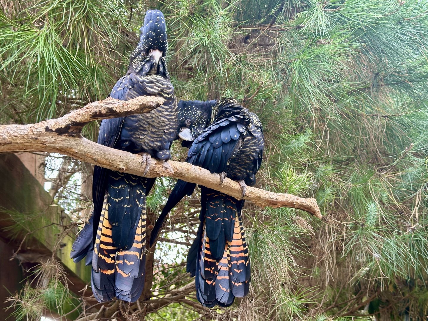 Red-tailed black cockatoo (Calyptorhynchus banksii)